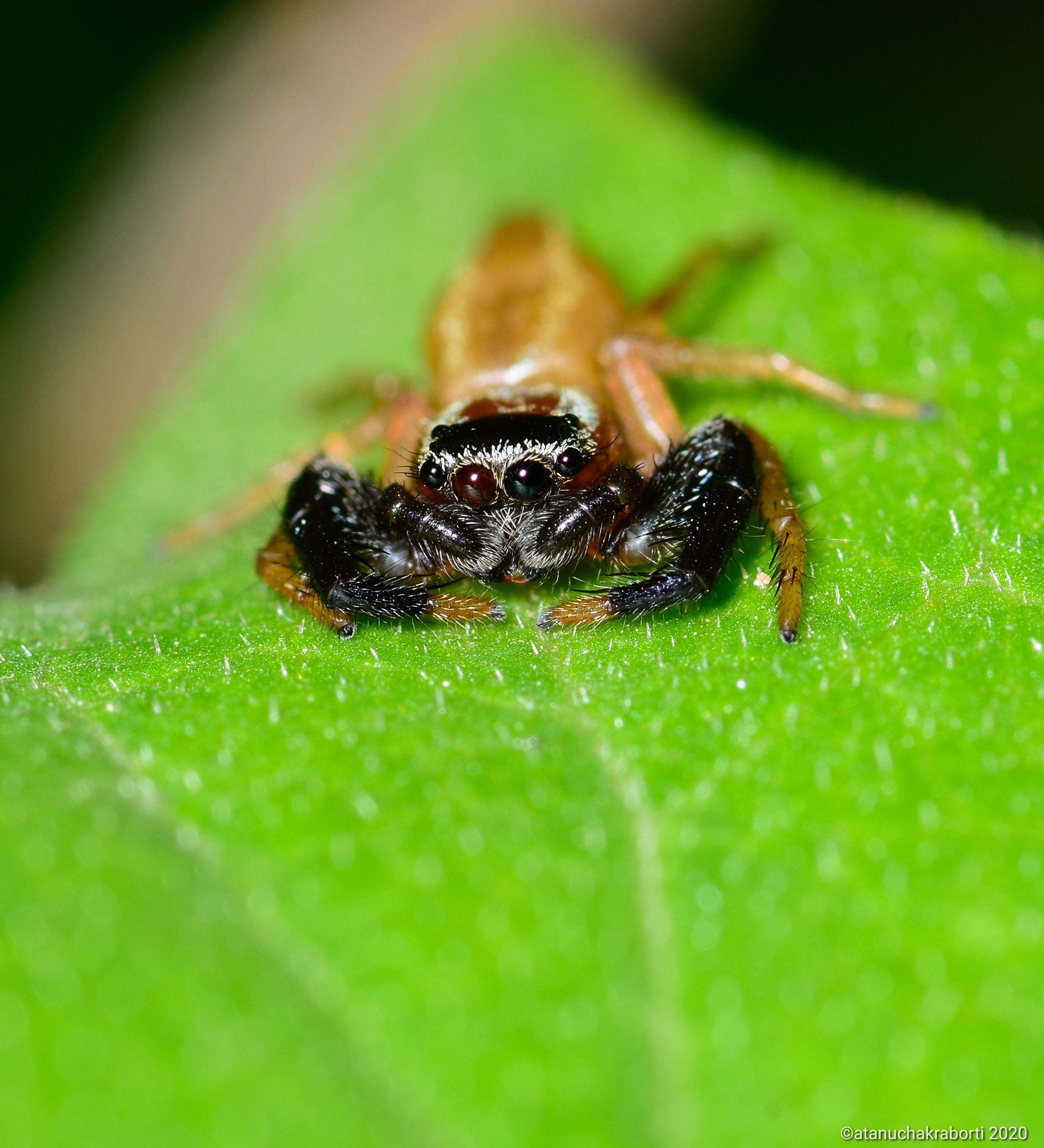 Jumping spider